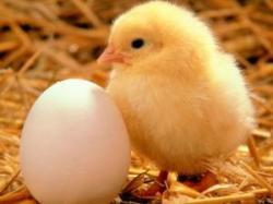 chicken-egg_7142.jpg